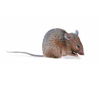 Field Mouse