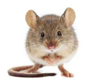 House Mouse Mus Musculus
