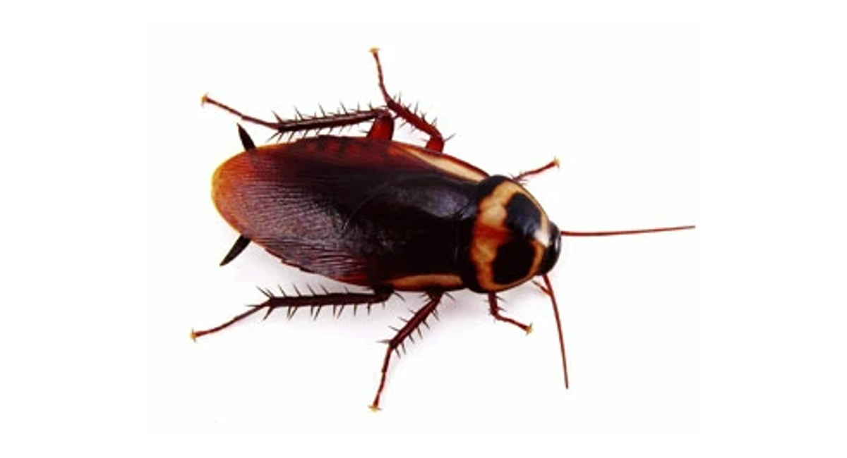 Australian cockroach