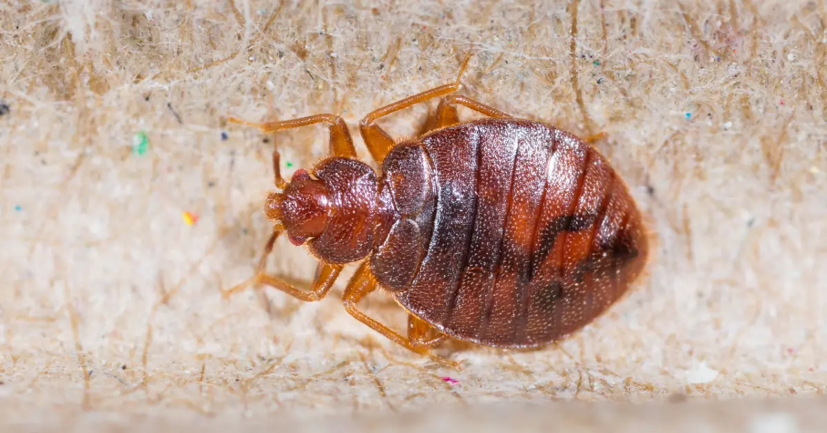 Bed Bug On Material